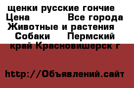 щенки русские гончие › Цена ­ 4 000 - Все города Животные и растения » Собаки   . Пермский край,Красновишерск г.